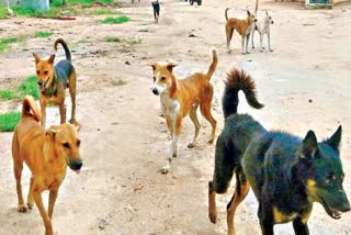 3-Yr-Old Girl Severely Injured In Stray Dog Attack In Alwar, Second Incident In 12 Days