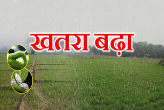 SAGAR RAIN CAUSE DAMAGE RABI CROP