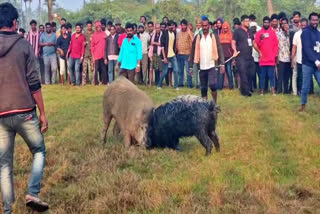 SANKRANTI FESTIVAL  മകര സംക്രാന്തി ആഘോഷം  പന്നി മത്സരം  എറുക്കല വെൽഫെയർ അസോസിയേഷൻ