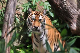 CHHINDWARA TIGER TERROR