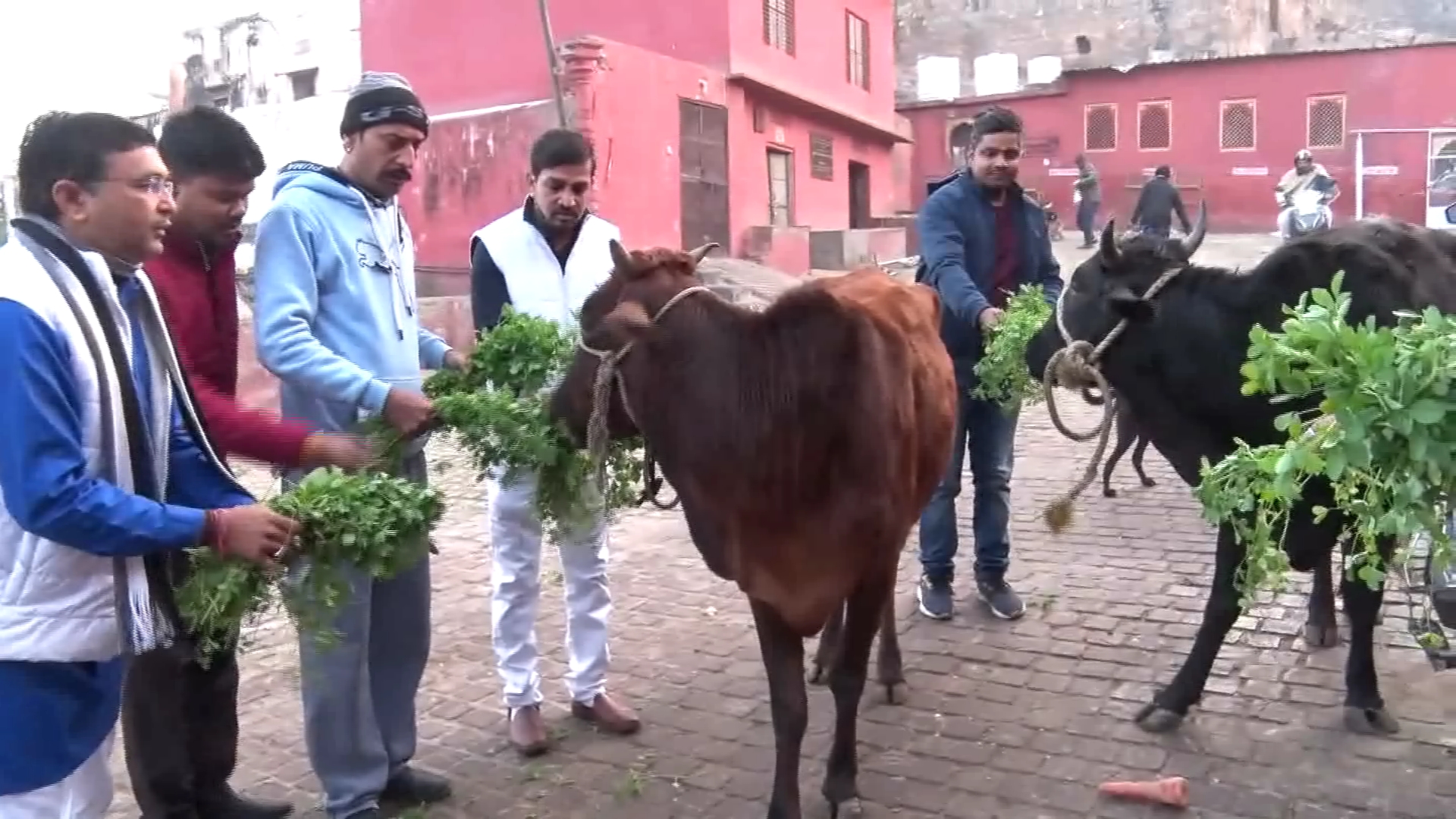 गायों को खिलाया चारा