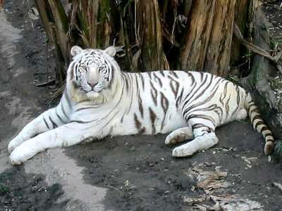 BANDHAVGARH TIGER RESERVE