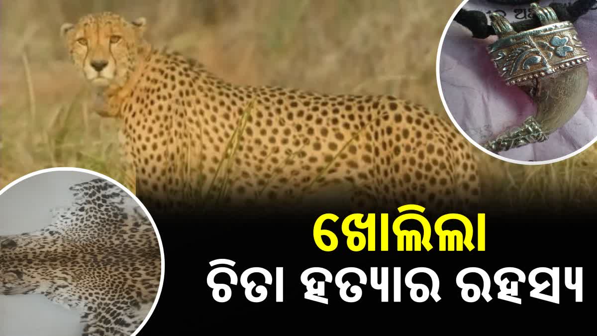 Cheetah Death Mystery