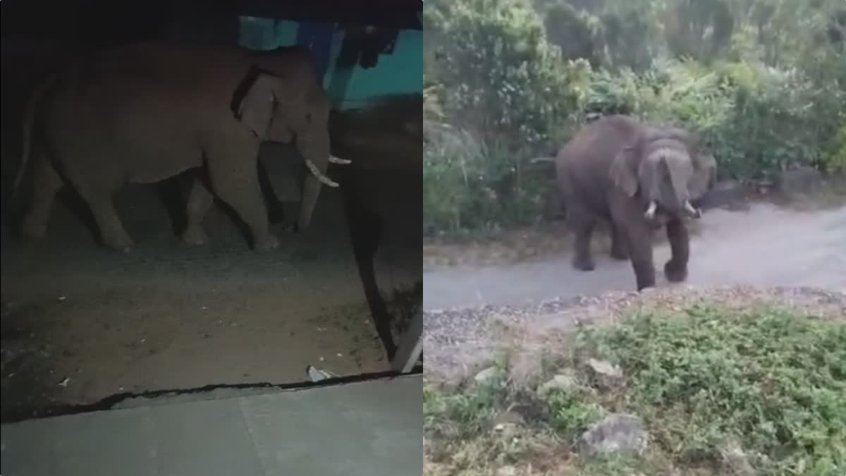 Fear Of Wild Elephant  wild elephant attack  കാട്ടാന ഭീതി  ബിഎൽറാം നിവാസികൾ  ഇടുക്കി ചിന്നക്കനാൽ