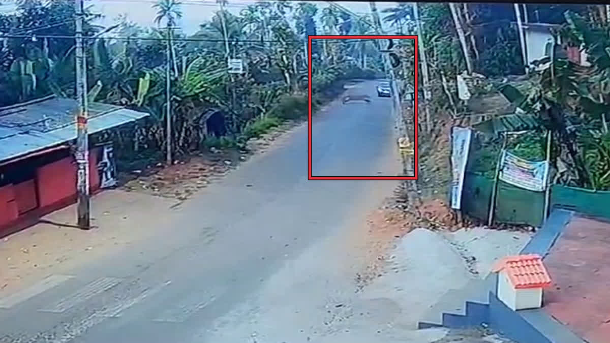 Tiger found in Wayanad  Tiger caught in CCTV  വയനാട്ടില്‍ കടുവ  വയനാട് വന്യജീവി ആക്രമണം