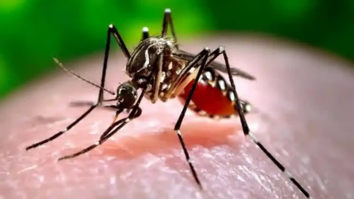 Chikungunya is a mosquito-borne viral disease caused by the chikungunya virus (CHIKV), an RNA virus in the alphavirus genus of the family Togaviridae.