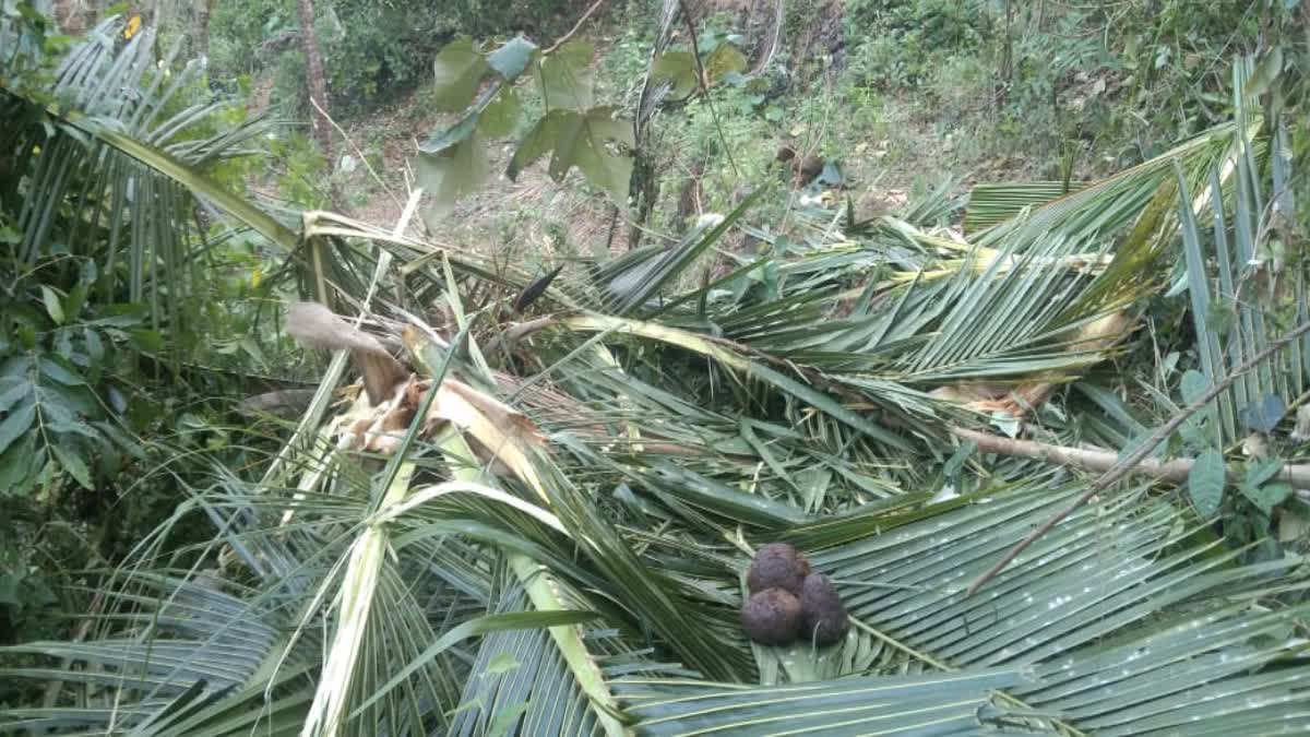 കാട്ടാന ആക്രമണം  വിലങ്ങാട് വീണ്ടും കാട്ടാന  Wild elephant attack at Vilangad  Wild elephant in Vilangad