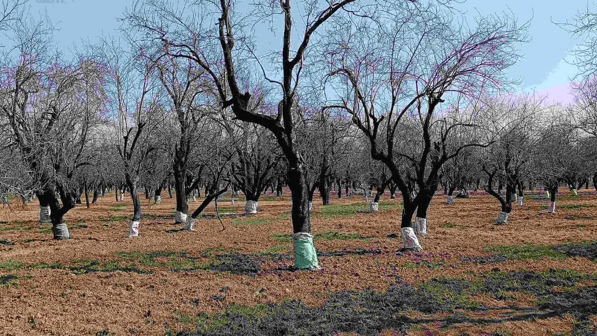 high density apple orchards