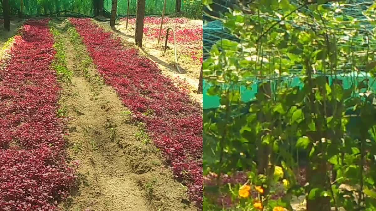 Palayad Coconut Development Center  Organic Vegetables  പച്ചക്കറി ഉത്പ്പാദനം  പാലയാട് തെങ്ങിന്‍ തൈ ഉത്പ്പാദനം