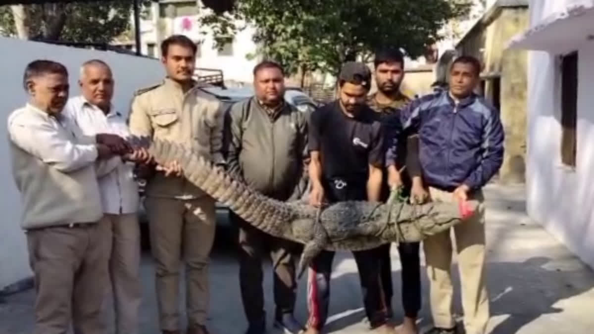 Crocodile Rescue Roorkee