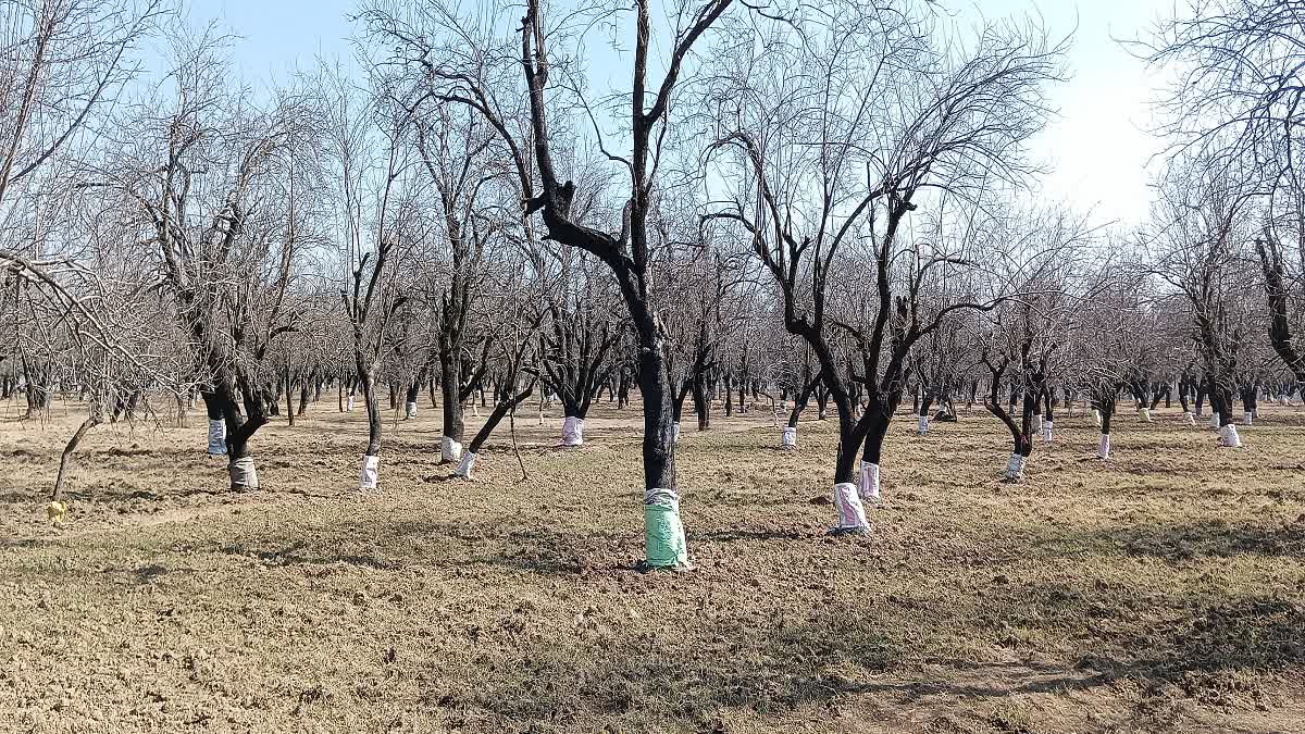 high density apple orchard threat to the almond industry in pulwama