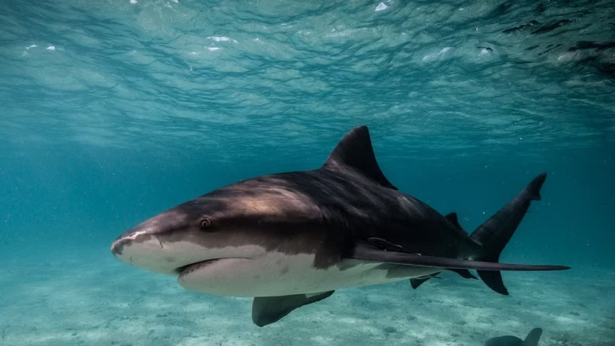 Bull shark  Maharashtra Vaitarna river  കാൽ കടിച്ചെടുത്ത് ബുൾ ഷാർക്ക്  മഹാരാഷ്ട്രയിൽ ബുൾ ഷാർക്ക് ആക്രമണം