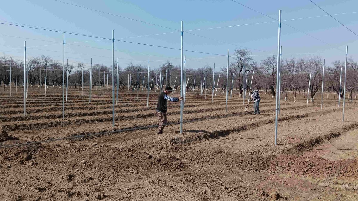 high density apple orchard threat to the almond industry in pulwama