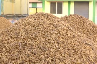 Groundnut Farmers Protest Against Govt