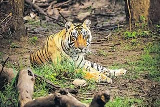 Kannur Kottiyoor tiger  Tiger caught from Kottiyoor died  കൊട്ടിയൂര്‍ കടുവ  കണ്ണൂര്‍  വെടിവച്ച കടുവ ചത്തു