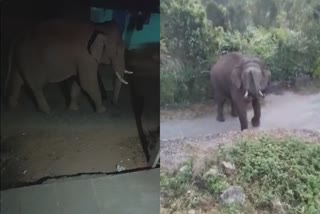Fear Of Wild Elephant  wild elephant attack  കാട്ടാന ഭീതി  ബിഎൽറാം നിവാസികൾ  ഇടുക്കി ചിന്നക്കനാൽ