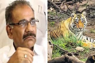 Tiger death at Kottiyoor  Tiger caught from Kottiyoor died  കൊട്ടിയൂർ കടുവ  എ കെ ശശീന്ദ്രൻ  Tiger death at Kottiyoor