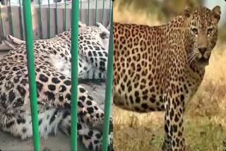 leopard_trapped_in_karnool_district