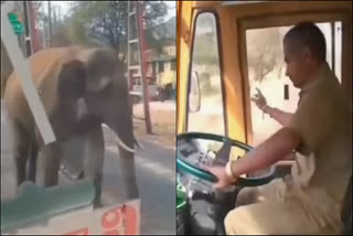 video of a driver who drive bus without fear by showing Tata to an elephant has gone viral