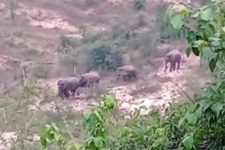 Elephants Attack in Farmer