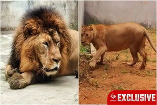 Lion Couple Akbar and Sita Arrive at Bengal Safari Park after Prolonged Wait