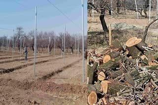 Is High Density Apple Farming Threat to South Kashmir's Famed Almond Industry?