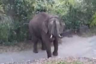 kachiyar kovilmala  wild elephant attack  കാട്ടാന ആക്രമണം  വ്യാപക കൃഷിനാശം