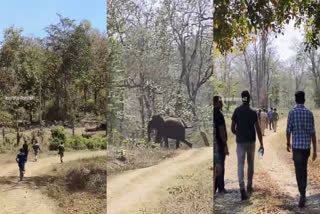 wayanad wild elephant attack  operation belur makhna  ദൗത്യ സംഘത്തിനു നേരെ കാട്ടാന  ബേലൂർ മഖ്‌ന  കാട്ടാന ആക്രമണം
