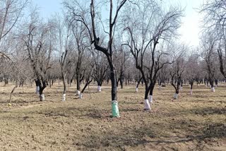 high density apple orchard threat to the almond industry in pulwama