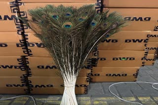 Peacock Feathers Seized