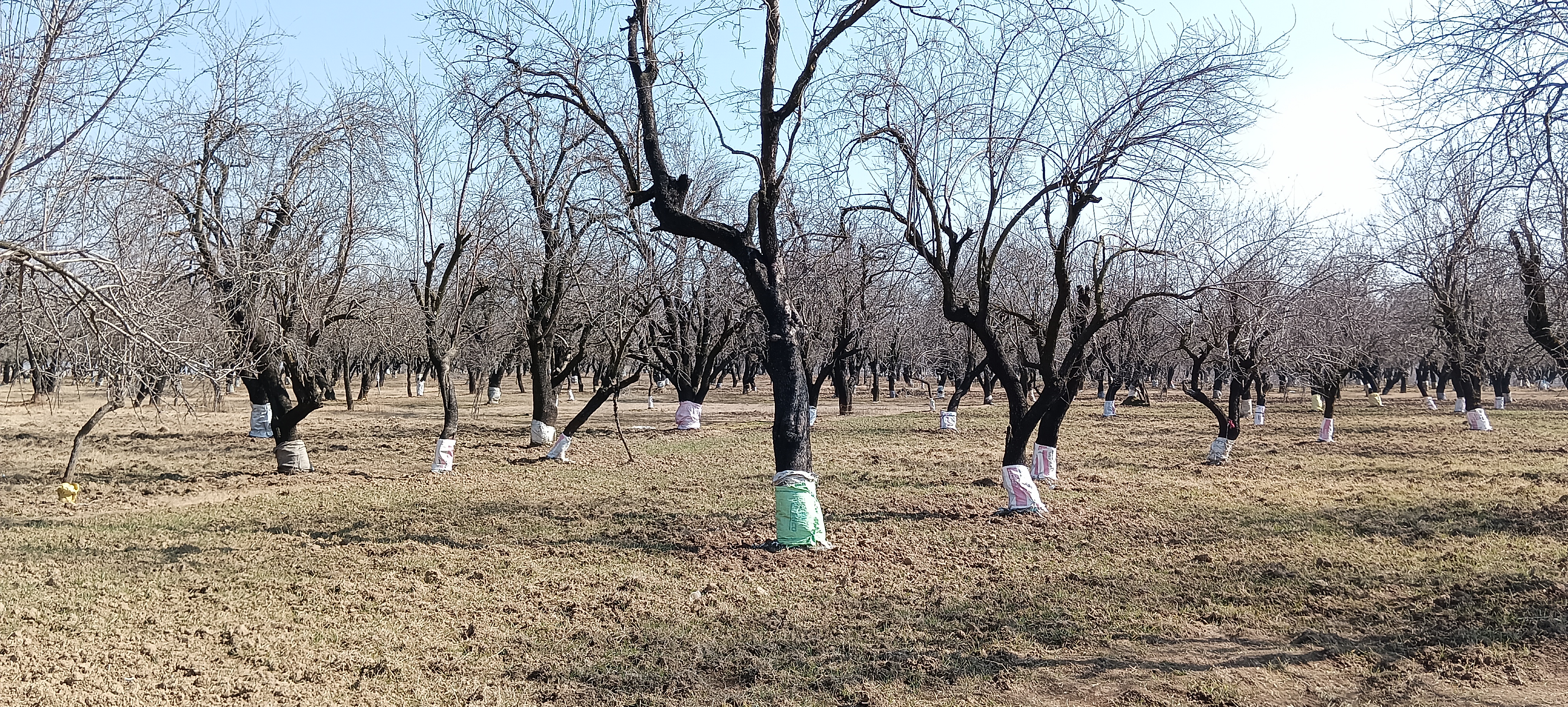 high density apple orchards