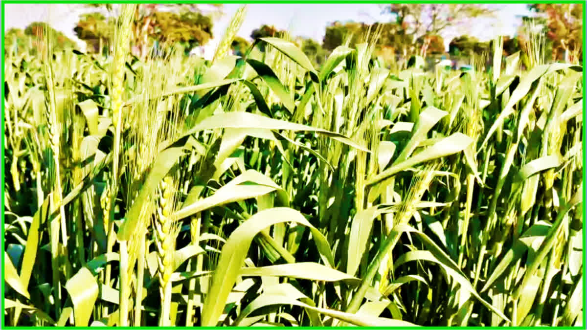 Wheat crop production in Haryana