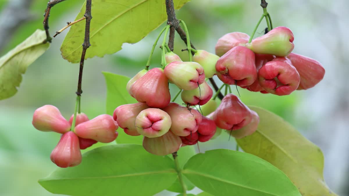 How to Grow Water Apples at Home