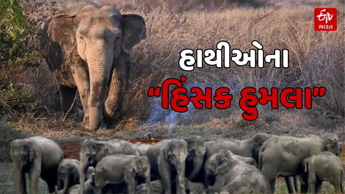 હાથીઓના "હિંસક હુમલા" વધ્યા