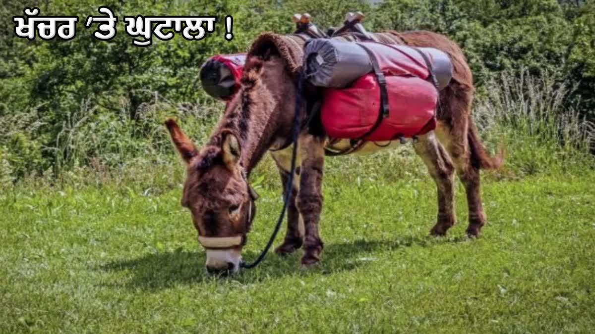 GOODS TRANSPORT BILL ON MULE