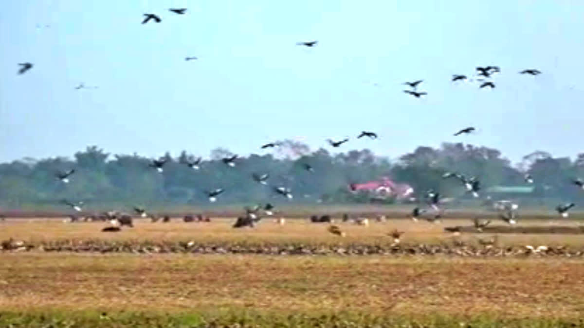 Migratory Birds in Assam