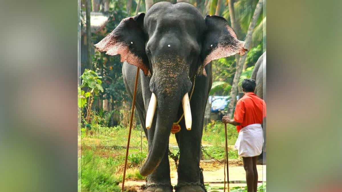 ELEPHANTS BECOME VIOLENT AT TEMPLE  TEMPLE COMMITTEE AGAINST ELEPHANT  കോഴിക്കോട് ആന ഇടഞ്ഞ സംഭവം  കുറുവങ്ങാട് മണക്കുളങ്ങര ക്ഷേത്രം