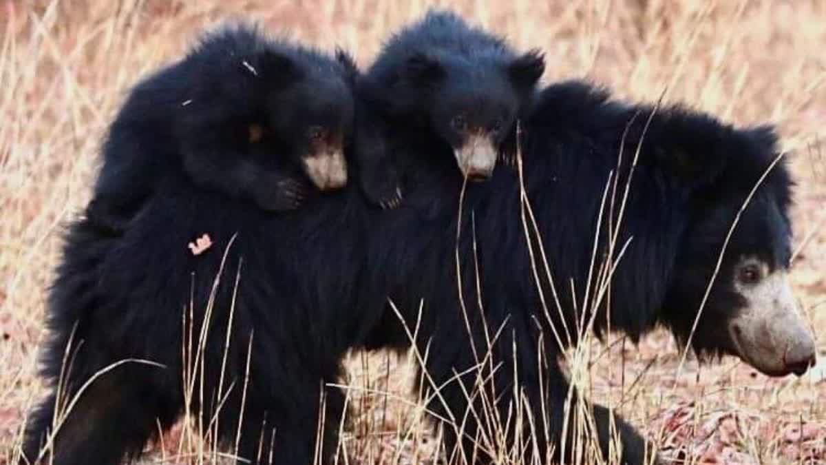 DOGS ATTACK BEAR CHILDREN