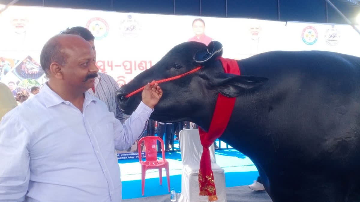 BUFFALO EXPO  BHUBANESWAR ANIMAL EXPO  CRORE WORTH BUFFALO  കോടി വിലയുള്ള പോത്ത്