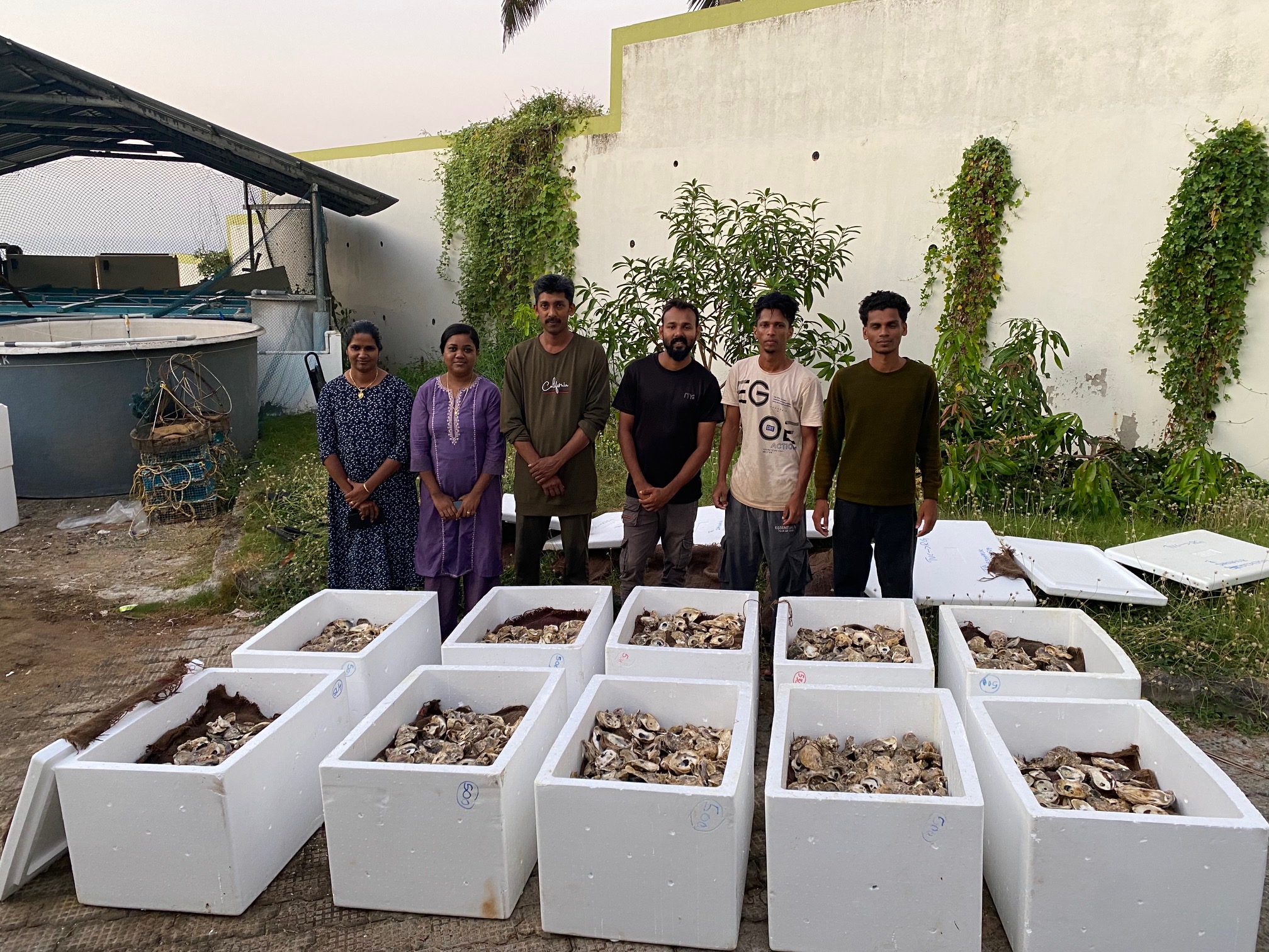 ASHTAMUDI LAKE OYSTER  OYSTER FARMING  CMFRI INDIA  ഓയിസ്റ്റർ കൃഷി