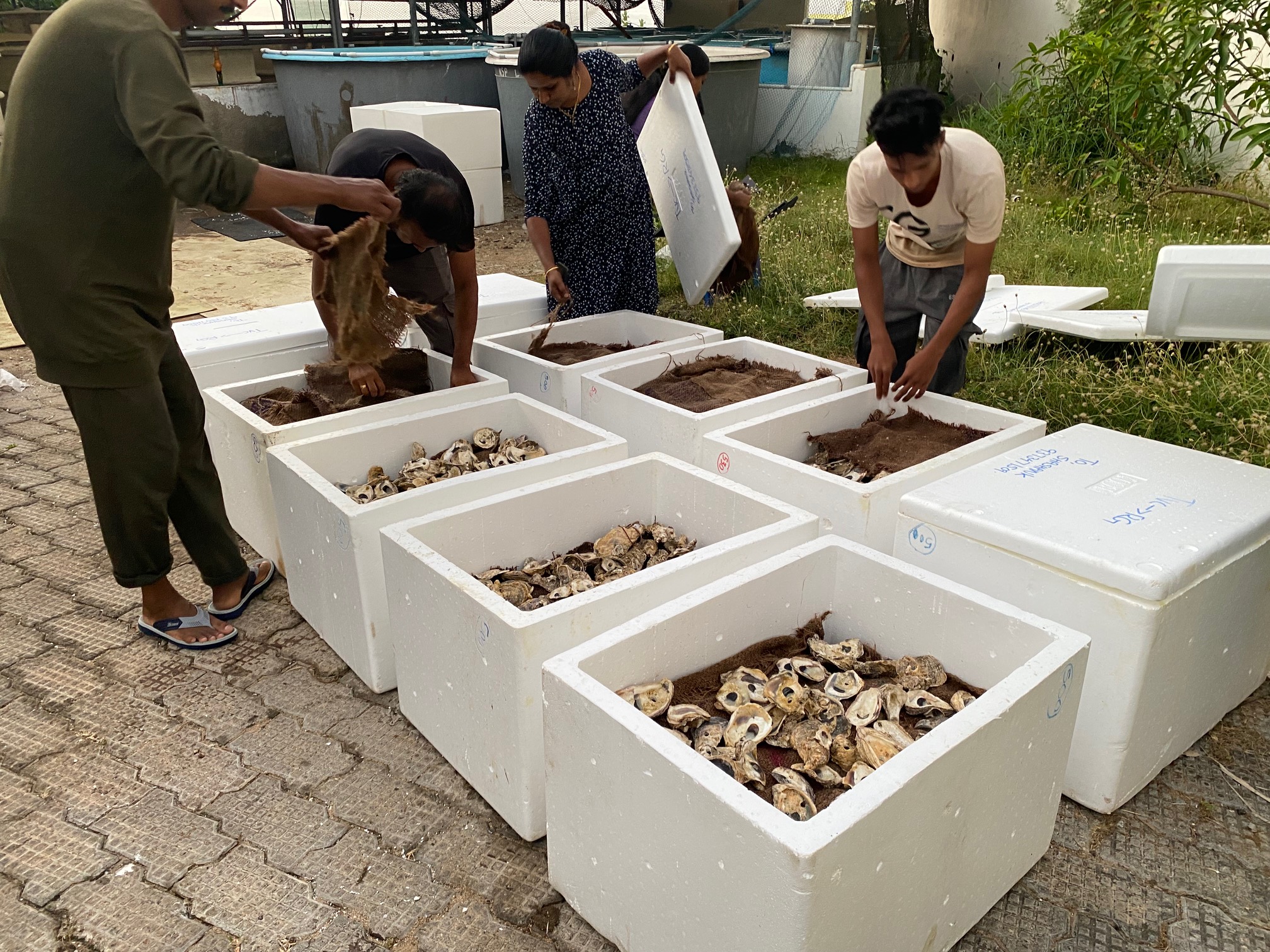 ASHTAMUDI LAKE OYSTER  OYSTER FARMING  CMFRI INDIA  ഓയിസ്റ്റർ കൃഷി