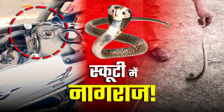 SEONI SNAKE VIDEO