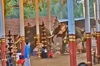 3 killed, 30 injured as elephants run amok during temple festival in Kerala