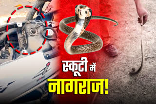 SEONI SNAKE VIDEO