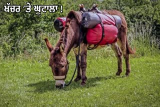 GOODS TRANSPORT BILL ON MULE