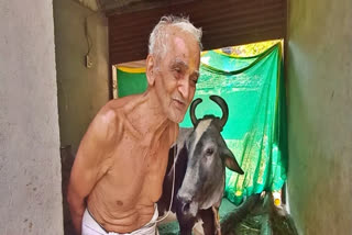 Umesh Rao and his cow, Gaimai, share a deep enduring bond of love and care, lasting over two decades, transcending profit and time.