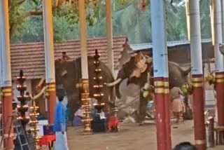 Kerala Minister Warns Of Strict Action If Rules Violated After Elephants Run Amok During Temple Festival