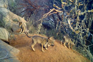 ಬಂಕಾಪುರ ತೋಳ ಧಾಮ, ಮರಿಗಳಿಗೆ ಜನ್ಮ ನೀಡಿದ ತೋಳ,Indian wolf