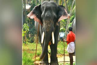 ELEPHANTS BECOME VIOLENT AT TEMPLE  TEMPLE COMMITTEE AGAINST ELEPHANT  കോഴിക്കോട് ആന ഇടഞ്ഞ സംഭവം  കുറുവങ്ങാട് മണക്കുളങ്ങര ക്ഷേത്രം