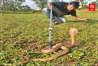 Nagaon Man Dulu Bora True Champion of Assam's Wildlife